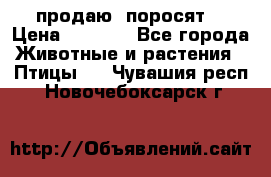 продаю  поросят  › Цена ­ 1 000 - Все города Животные и растения » Птицы   . Чувашия респ.,Новочебоксарск г.